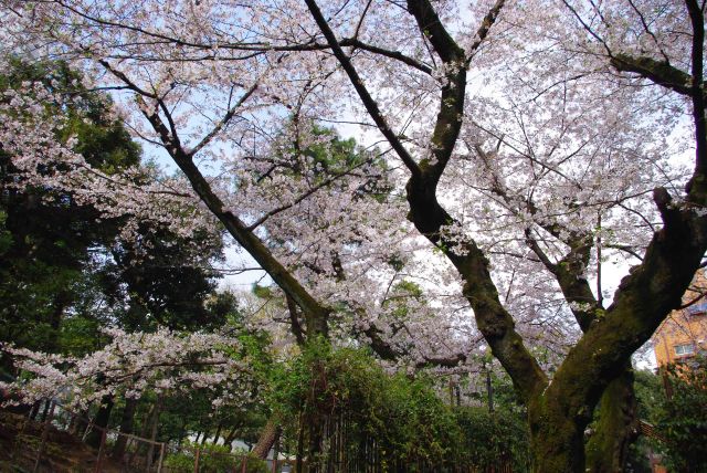 神社内は桜のアーチに覆われる。
