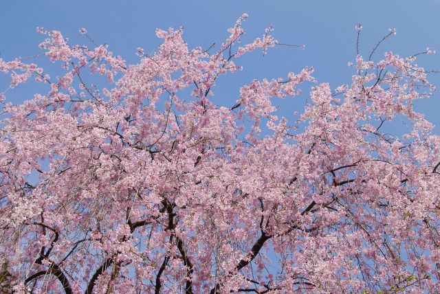 美しい枝垂桜が印象的。