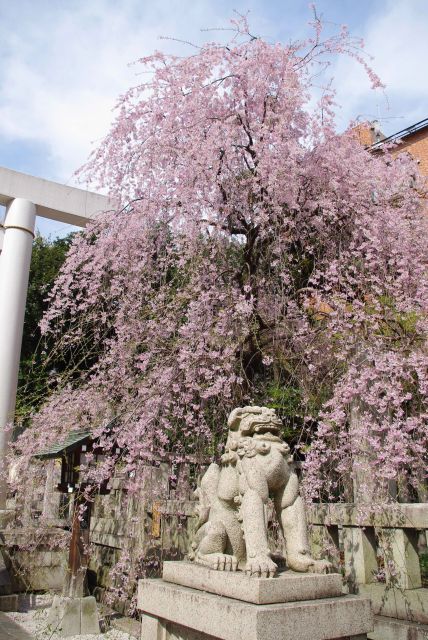 鳥居横の大きな枝垂桜。