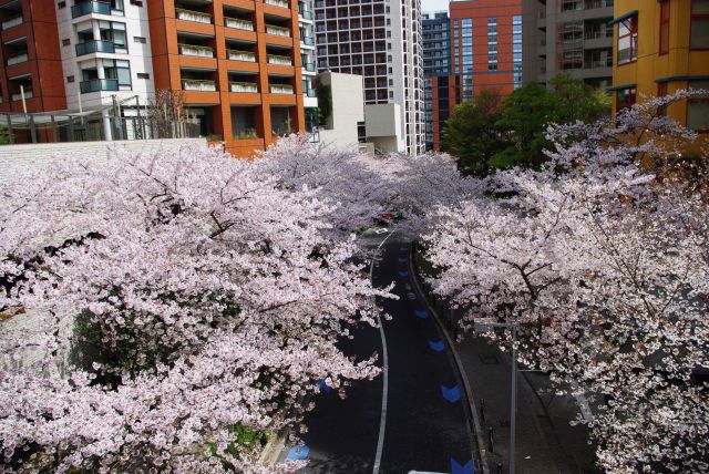 左側は桜の下側。高級感のある街並みがきれいな桜並木に覆われています。