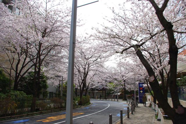 桜のアーチが続くさくら坂。きれいに整備された道です。