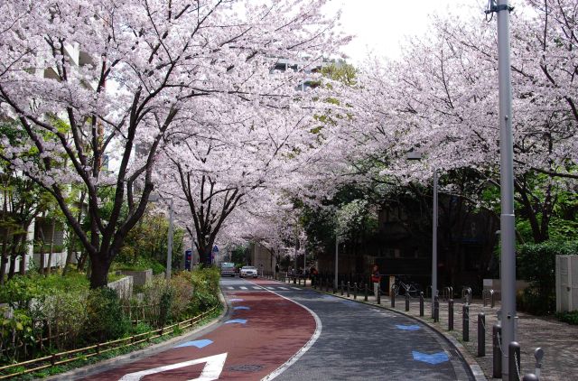六本木さくら坂の桜の写真ページ