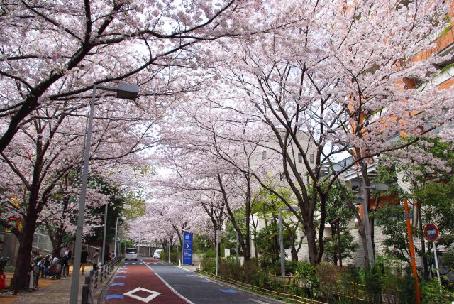 後方は真っすぐな道を覆う桜のアーチ。横のさくら坂公園は人でにぎわう。