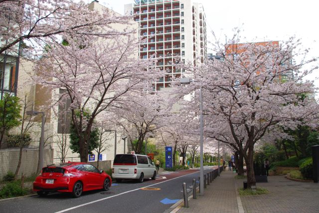 歩道橋の先にも桜のアーチが続きます。