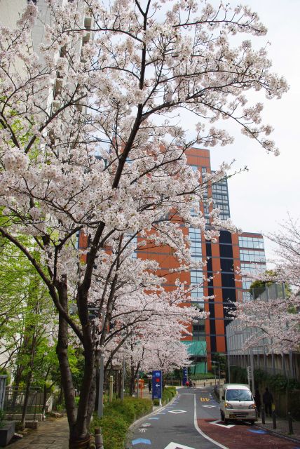 桜であふれるさくら坂を下って行きます。右側は都立六本木高校。
