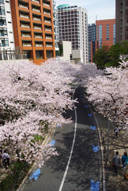 けやき坂に並行するさくら坂は名前の通り桜が見事な通りです。