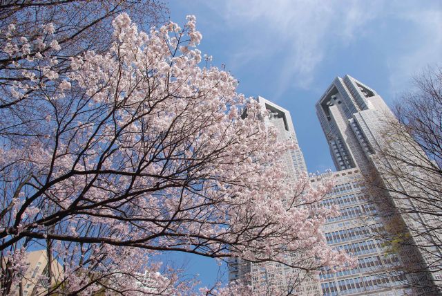都庁と桜の木。