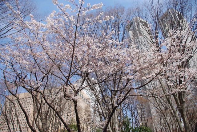 超高層ビル群と桜の木。