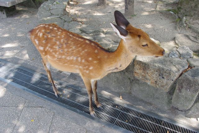 辺りに鹿が行き交う。メス鹿。奈良公園みたい。