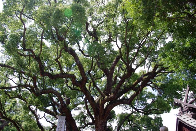 拝殿横の樹齢900年のクスの巨木が頭上を覆う。