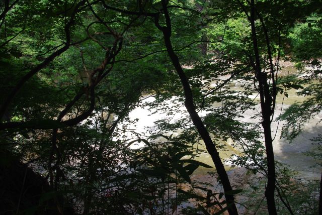 セミが鳴く遊歩道の林を抜けて川が近づく。