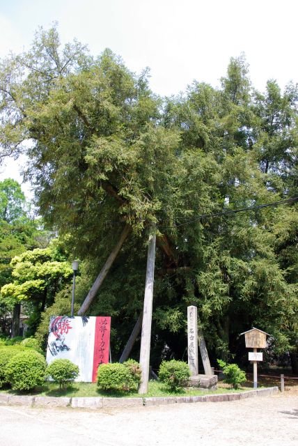 推定樹齢600年、天然記念物のカヤの木。