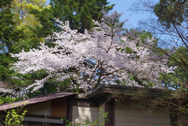 建物の上から桜の木が顔を出す。