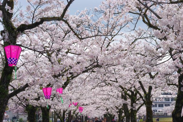 堀沿いの道に桜のアーチが続きます。