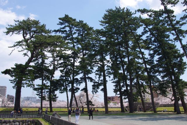 馬屋曲輪には松の巨木が並ぶ。