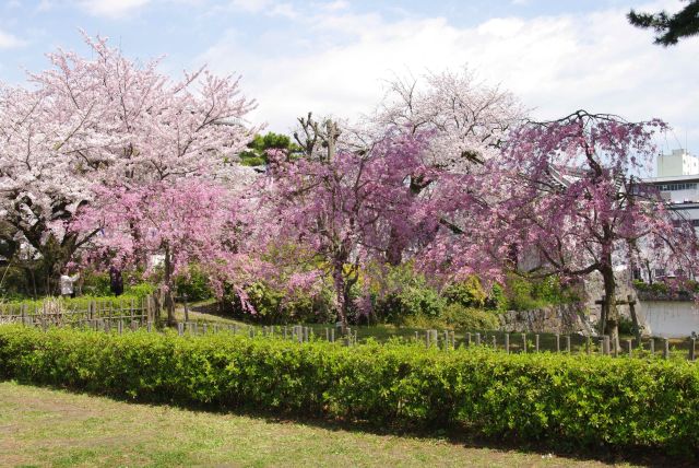 堀沿いの2色の桜。