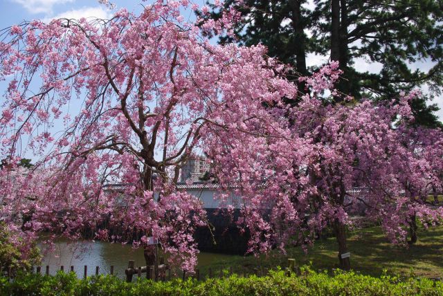 色の濃い桜も美しい。