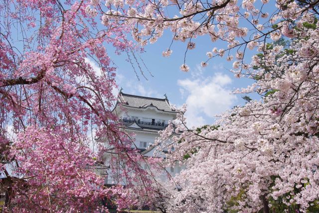 本丸広場より2色の桜と天守閣。