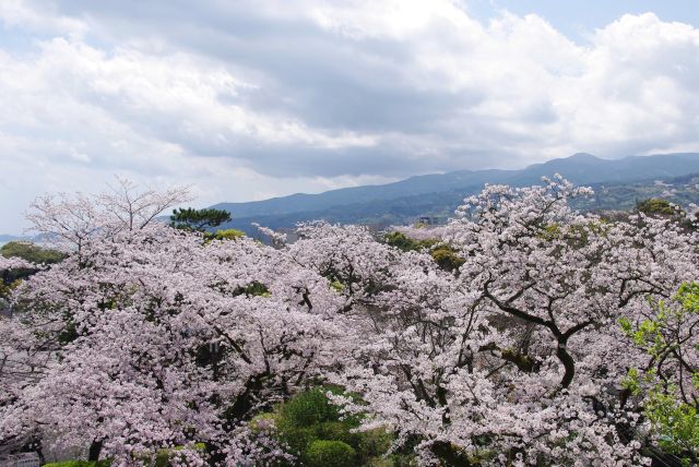 入口前から桜越しの山並み。