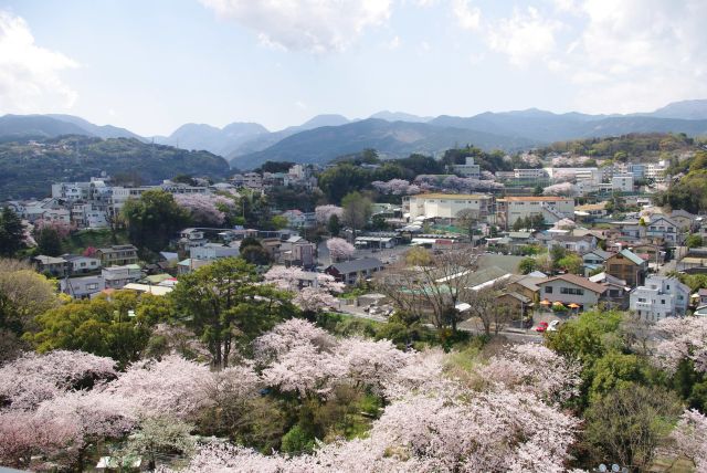 裏手は住宅街と桜と箱根の山々。