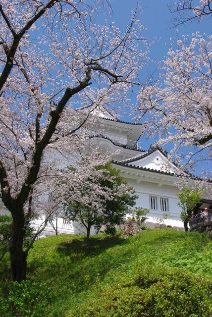 遊園地方面から桜と天守閣を見上げる。