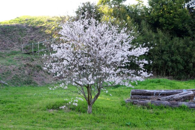 駐車場付近の桜の木。