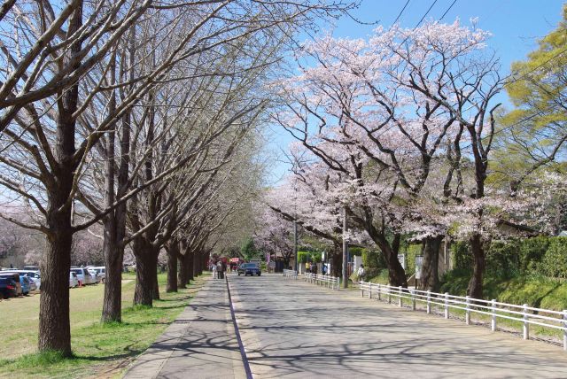 駐車場前の道路から桜並木が続きます。