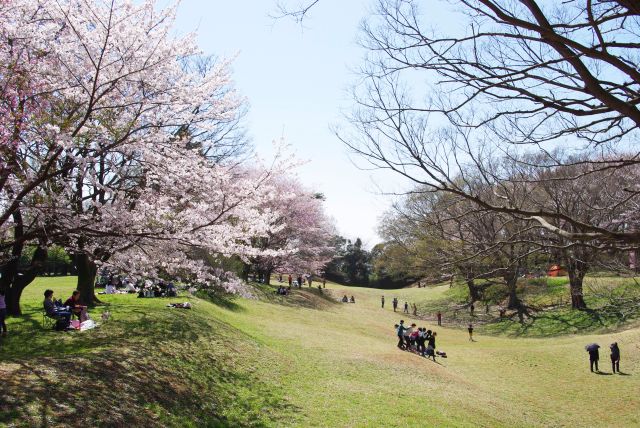 三の丸の空堀。桜がきれいで子供たちは斜面で遊ぶ。