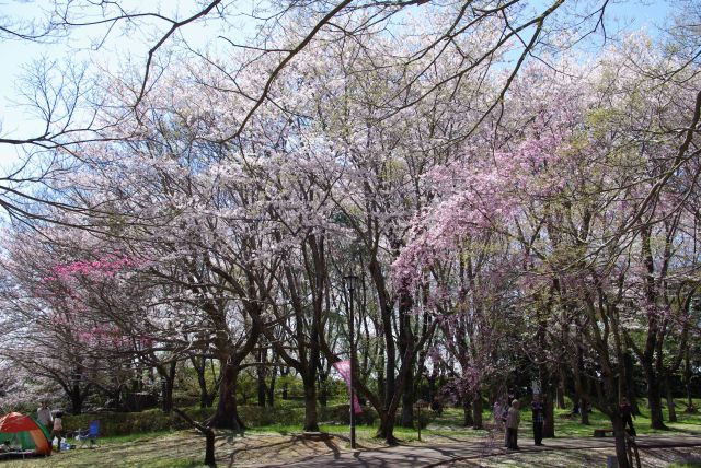 立ち並ぶ高い桜の木々が美しい。