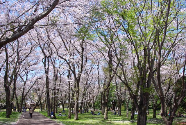 本当に心地よい桜のアーチの林。静かで鳥の声も響きます。