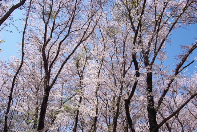 見上げると高さのある桜のアーチ。