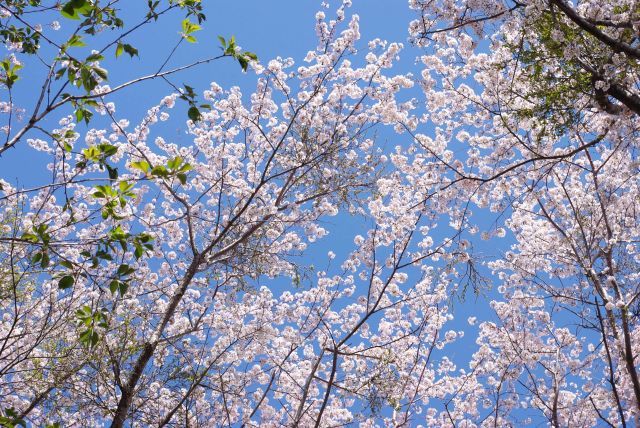 青空に映える桜の花びら。