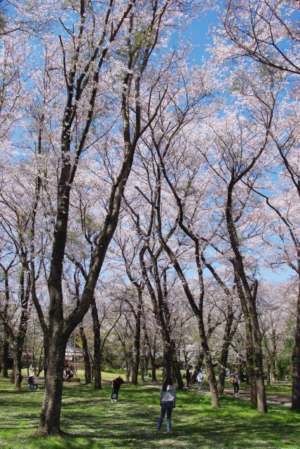 背の高い桜の木々。