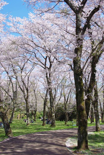 桜のアーチが美しい三の丸跡を進んで行きます。
