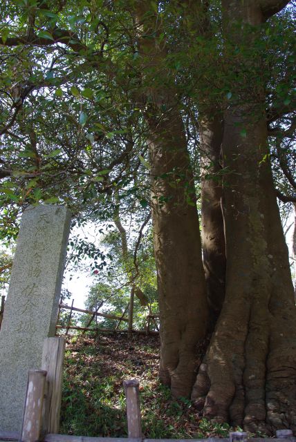 築城時に植えられた夫婦モッコク、高さ11.6mの巨木。廃城後に兵士が文字を刻んでいます。