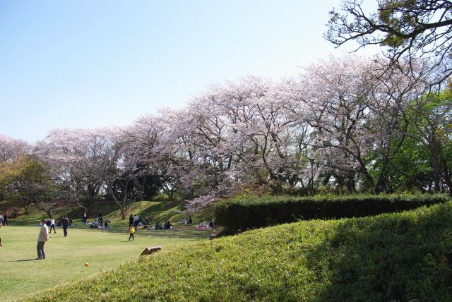本丸の土手は桜で囲われています。