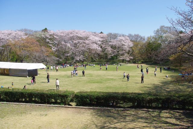 桜に囲われた憩いの場となっている本丸広場。
