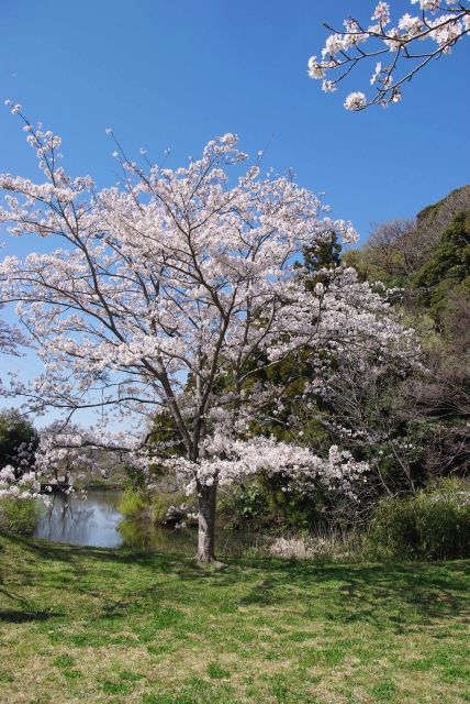 水堀沿いの桜。