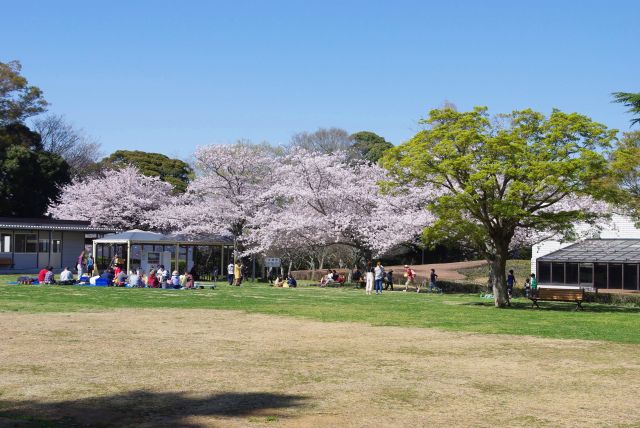 後ろの広場にも桜があります。