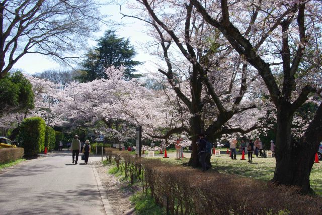 椎木門跡周辺の桜。この左は臨時駐車場。