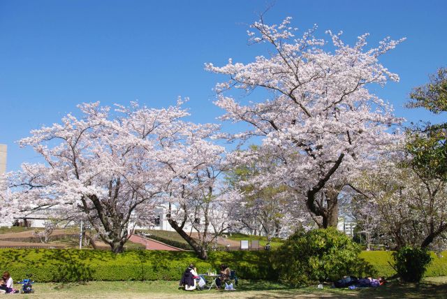 馬出し空堀に囲われた広場も桜があり憩いの場。