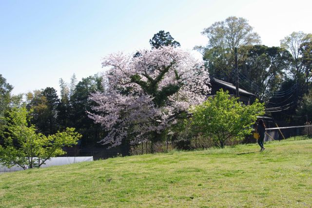静かな二の丸の広場、桜の木が一本。