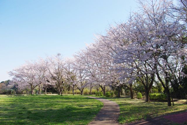 静かな本丸に立ち並ぶ桜の木々。