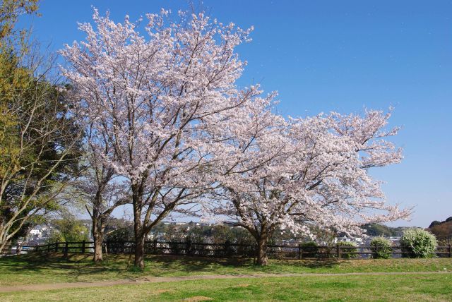 臼井城址公園の桜の写真ページ