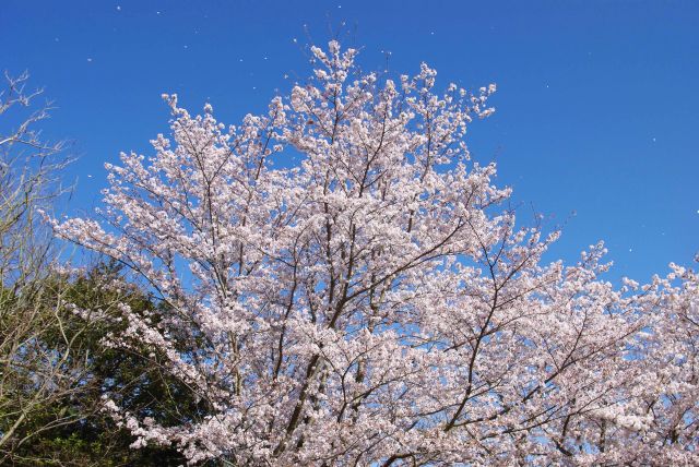 風に舞う桜の花びら。