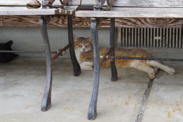 猫たちは暑さのためベンチ等の下でお休み中。
