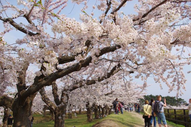 五稜郭の桜の写真ページ