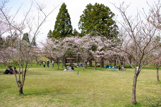手前の公園へ、シート広げて花見をする人が多い。
