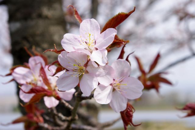 桜の花びら。品種は様々。