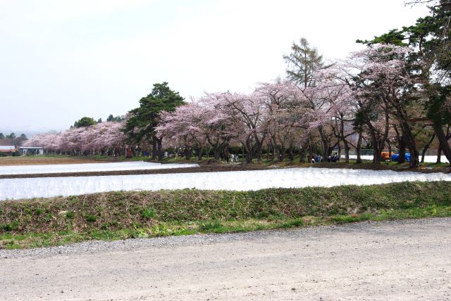門の通りの延長上に桜並木があります。